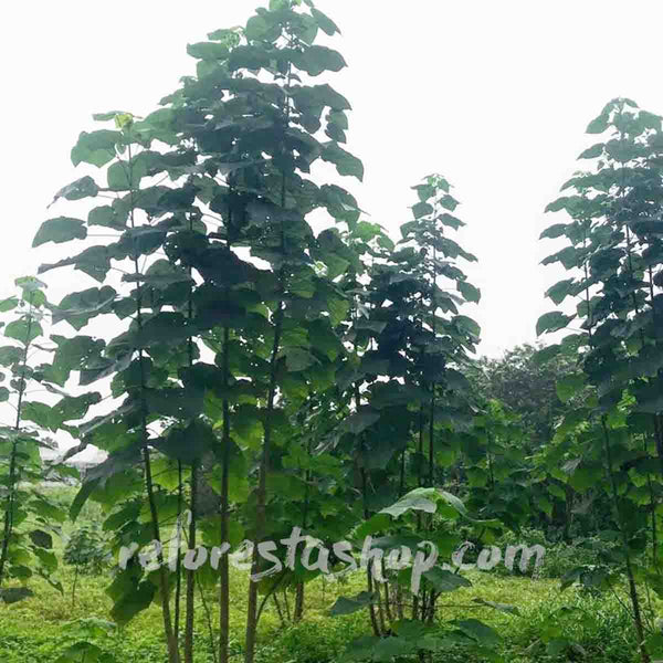 Paulownia Shantong (kiri) tree 2 meters high - pack of 50 pieces