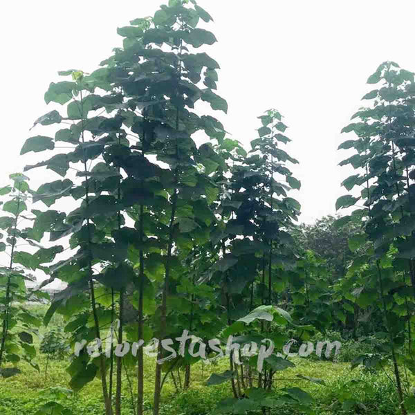 Paulownia Shantong Tree (kiri) 2 mts tall - 10-piece package