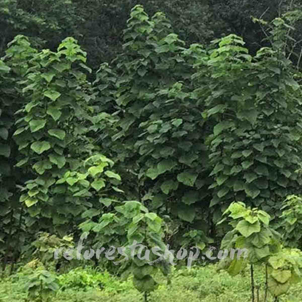 Paulownia Shantong Tree (kiri) 2 mts tall - 100-piece package