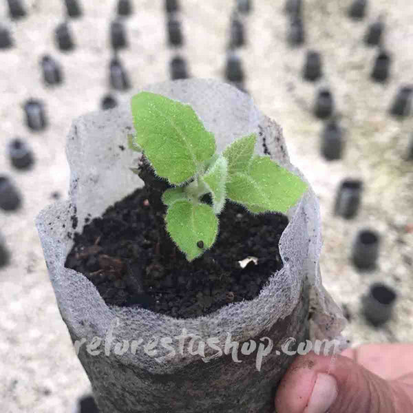 Baby Paulownia Trees Shantong 15 cms - pack of 100