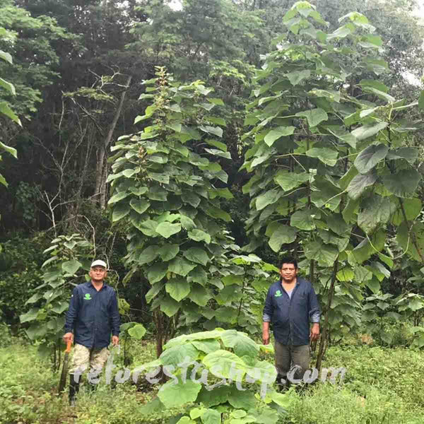 Paulownia Shantong Tree (kiri) 2 mts tall - 10-piece package