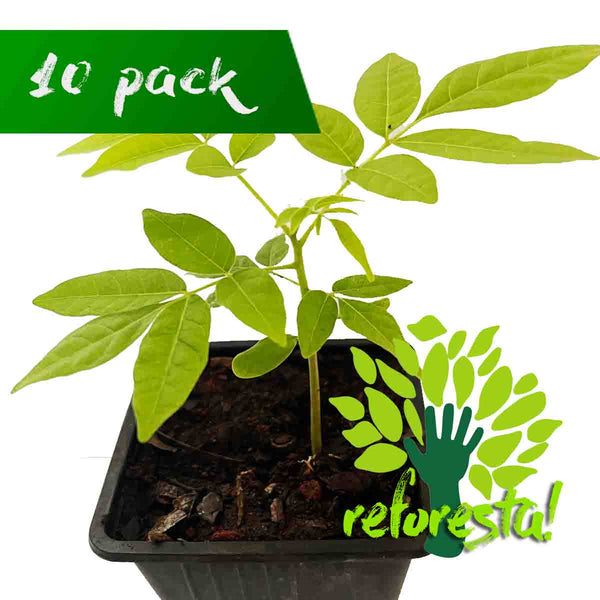Arbolitos de CEDRO (Cedrela odorata) - 10 pack