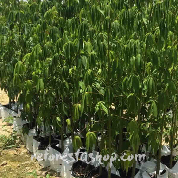 Ceiba Pentandra Tree - pack of 10 trees 1.80 tall