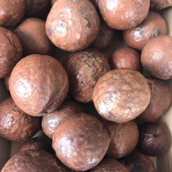 Árbol de Macadamia (Integrifolia) - paquete de 10 arbolitos de 40 cms
