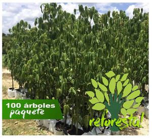 Ceiba Pentandra Tree - pack of 10 trees 1.80 tall