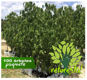 Árbol Ceiba Pentandra - paquete de 100 árboles de 2 mts + de altura