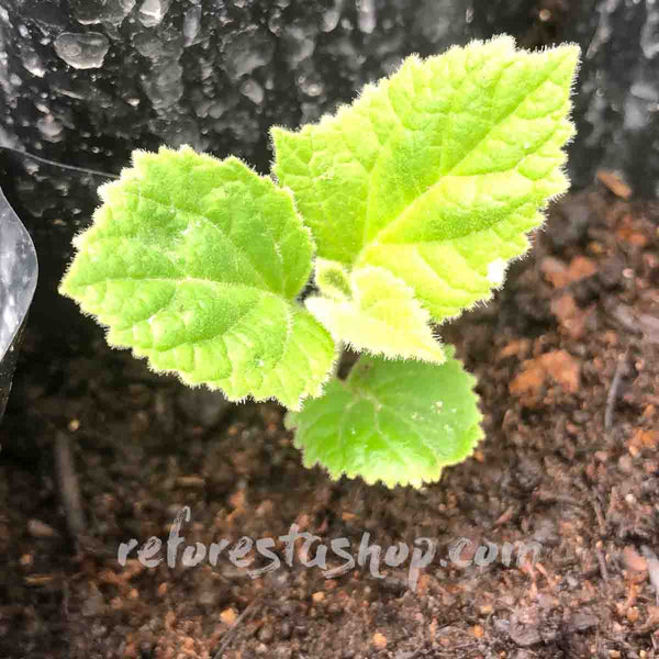 Paulownia Shantong cuttings (root) - 10 pieces