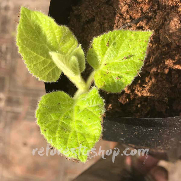 Paulownia Shantong cuttings (root) - 100 pieces