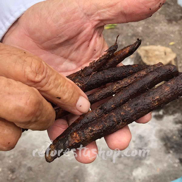 Paulownia Shantong cuttings (root) - 100 pieces