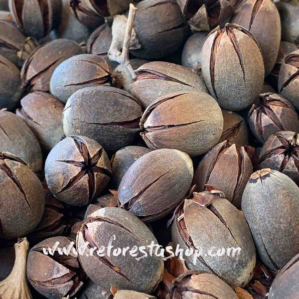 Crape Myrtle  Nut - 1 pound