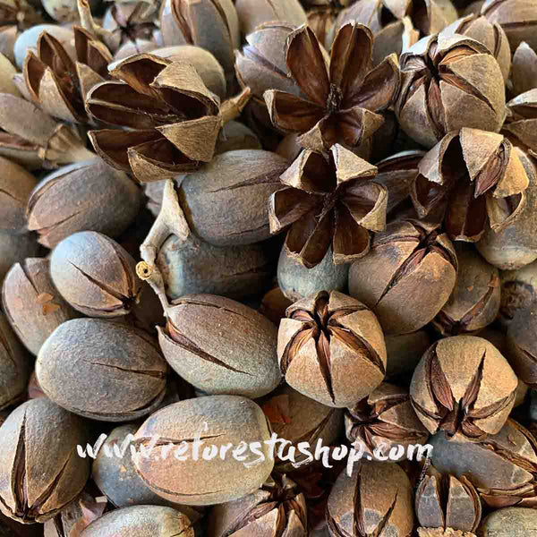 Crape Myrtle  Nut - 1 pound