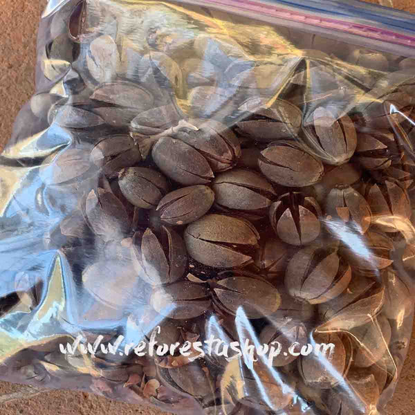 Crape Myrtle  Nut - 1 pound