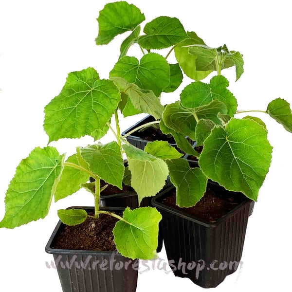 Paulownia Shantong de 15 cms - Paquete de 10 piezas