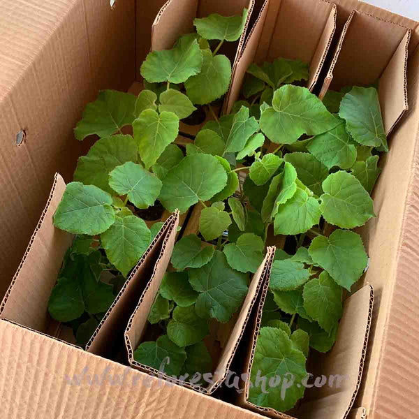 Paulownia Shantong de 15 cms - Paquete de 20 piezas