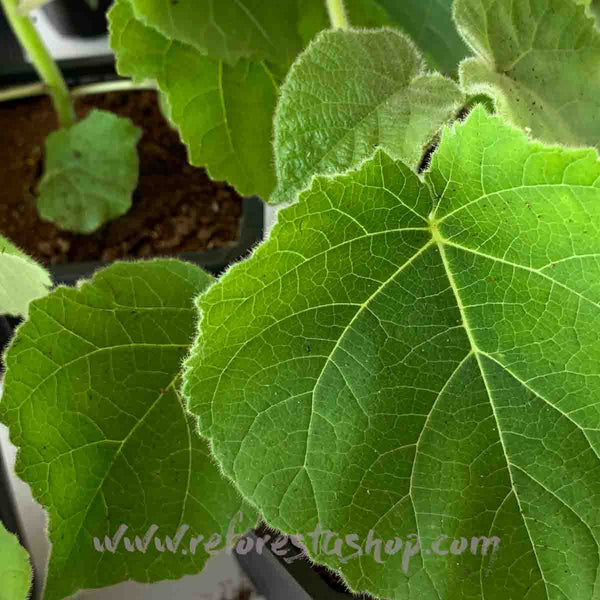 Paulownia Shantong de 15 cms - Paquete de 20 piezas