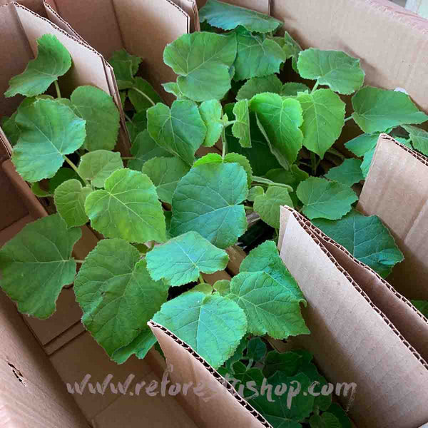 Paulownia Shantong de 15 cms - Paquete de 20 piezas