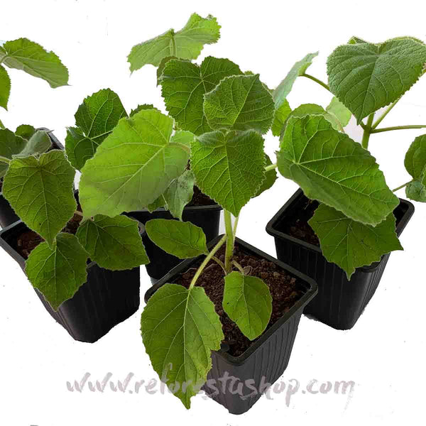 Paulownia Shantong de 15 cms - Paquete de 20 piezas