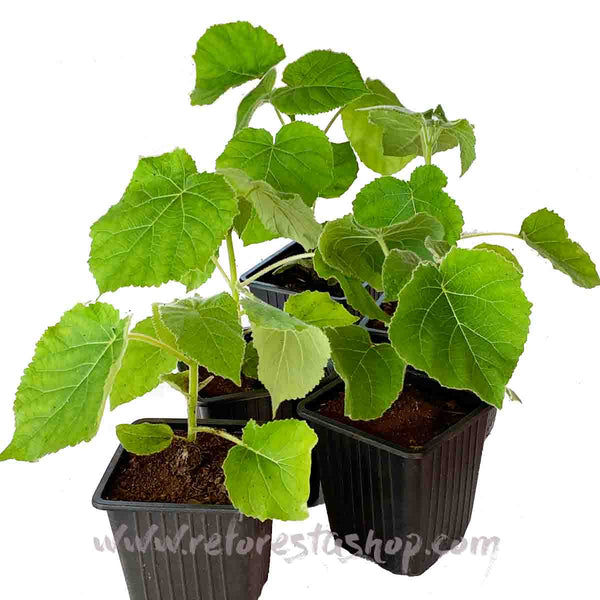 Paulownia Shantong de 15 cms - Paquete de 20 piezas