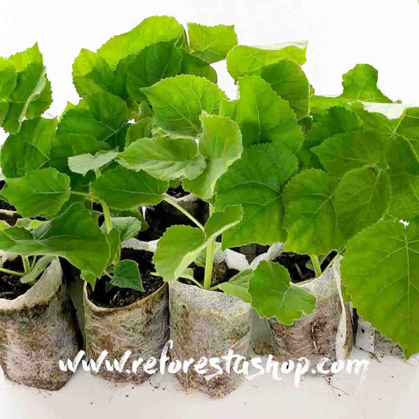 Baby Paulownia Trees Shantong 15 cms - pack of 100