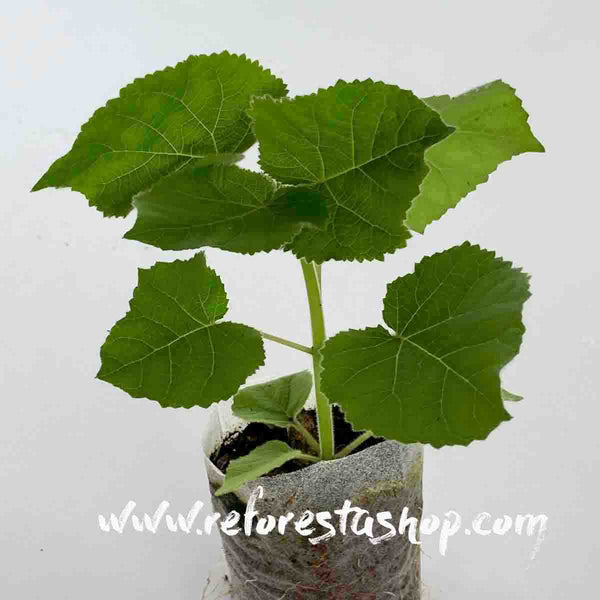 Baby Paulownia Trees Shantong 15 cms - pack of 100