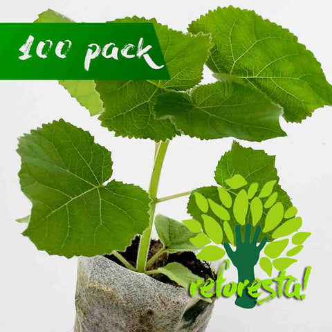 Baby Paulownia Trees Shantong 15 cms - pack of 100