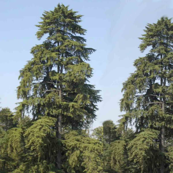 White Cedar Teotlate (Cupressus lindleyii) - 25 000 seeds pack