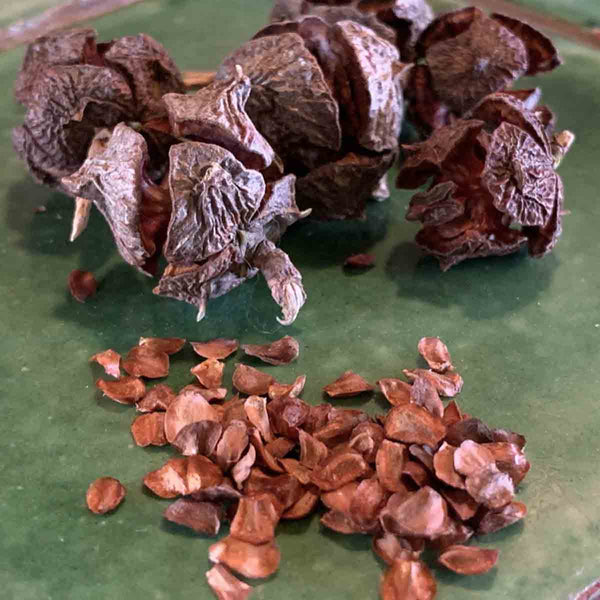 White Cedar Seeds (Cupressus Lusitanica) - 100 Pieces