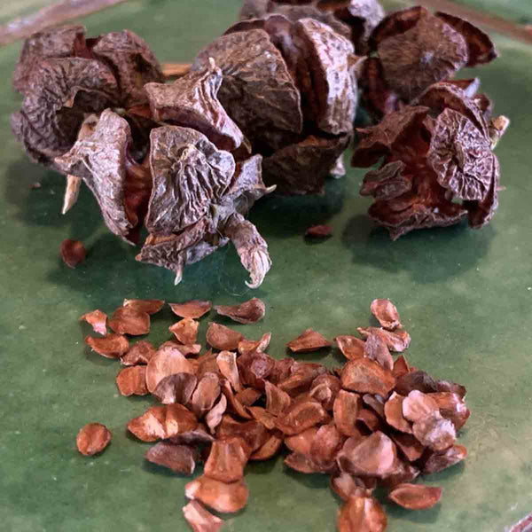 Semillas de Cedro Blanco (Cupressus lindleyii) - paquete de 50 000+ semillas