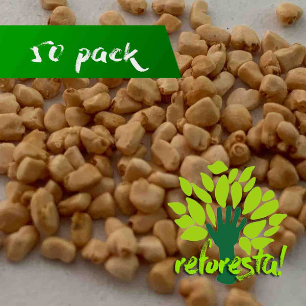 Semillas de árbol de Guayaba (Psidium Guajava) - 50 pack