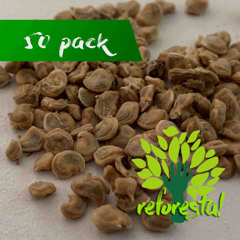 Semillas de árbol de Guayaba Rosa (Psidium Guajava) - 50 pack