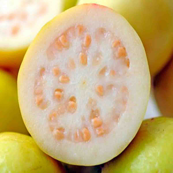 Guava tree seeds (Psidium Guajava) - 50 pack