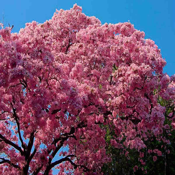 Semilla de Makulis Rosa - paquete de 100 semillas