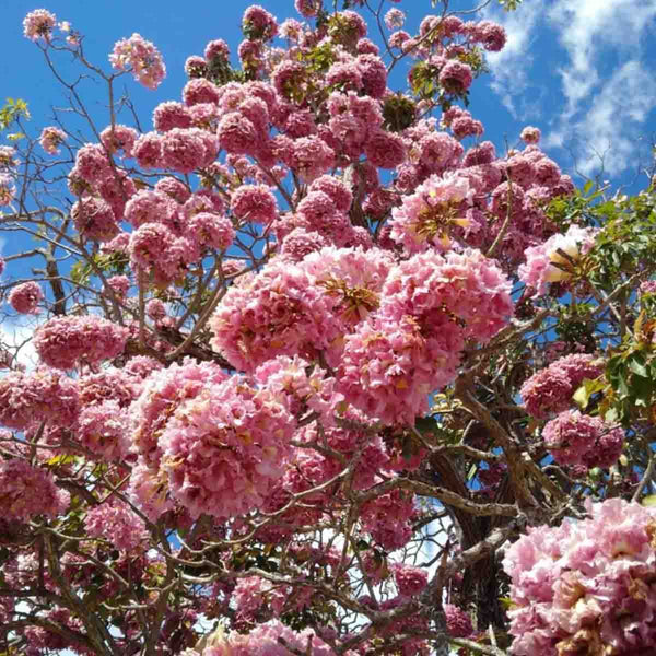 Semilla de Makulis Rosa - paquete de 100 semillas