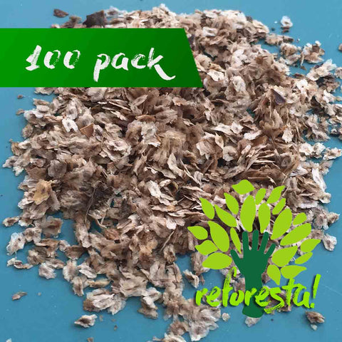 Elongata  Paulownia seeds - 100 pieces 0.02 grms