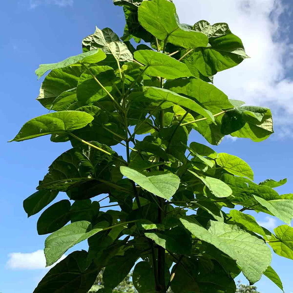 Shantong Paulownia seeds - 500 pieces 0.14 grms