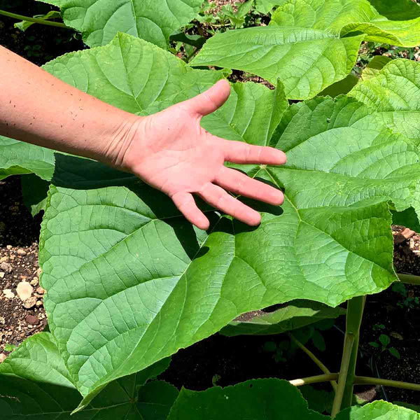 Elongata  Paulownia seeds - 100 pieces 0.02 grms