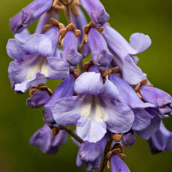 Elongata Paulownia seeds - 500 pieces 0.14 grms