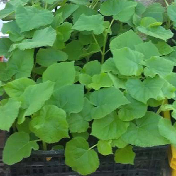 Paulownia Shantong cuttings (root) - 10 pieces