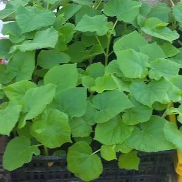 Paulownia Shantong cuttings (root) - 100 pieces