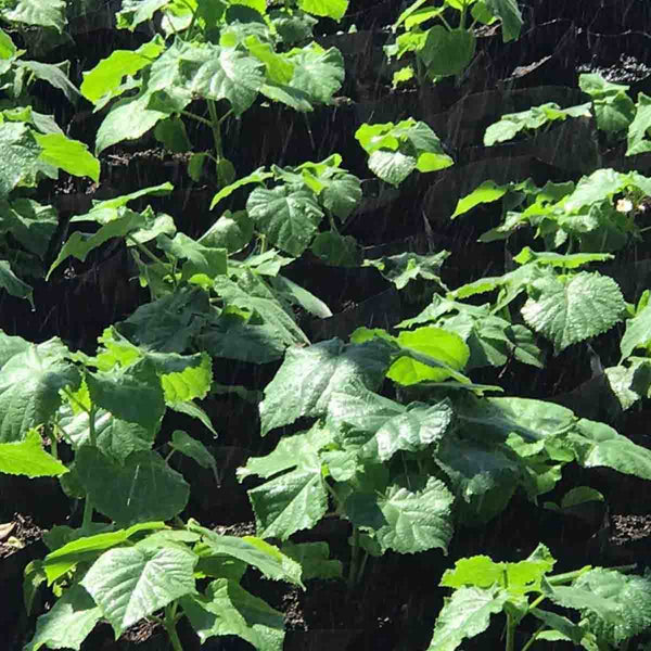 Esquejes (raíz) de Paulownia Shantong - 50 piezas