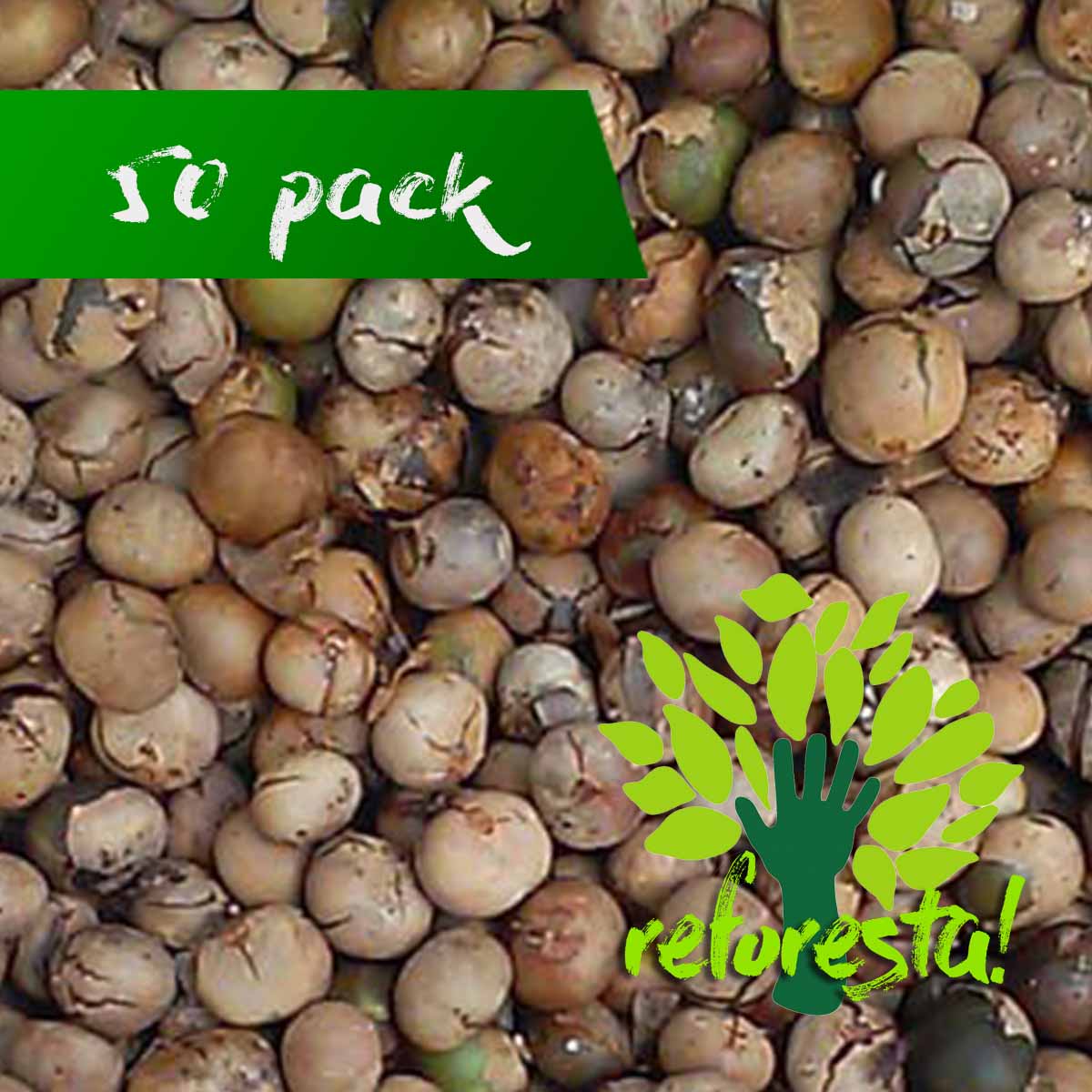 Ramon tree seeds (Brosinum alicastrum) - 50 pack