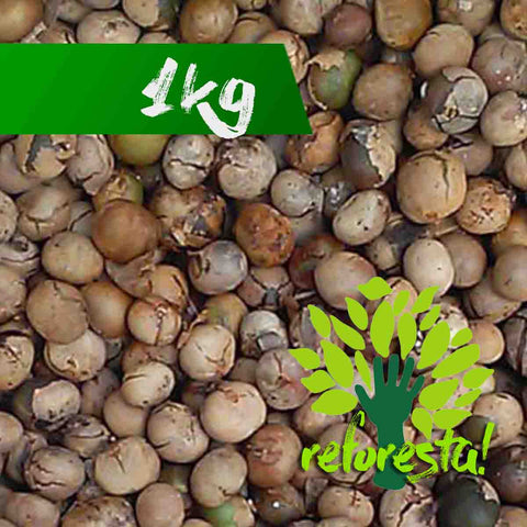 Semillas de árbol ramón (Brosinum alicastrum) - 1 kg