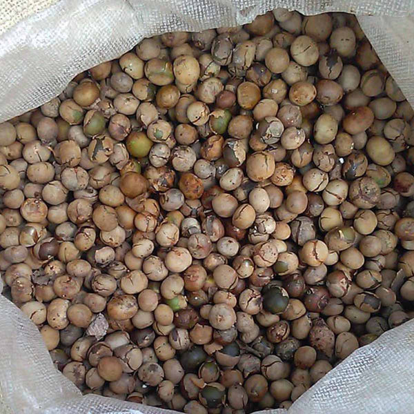 Semillas de árbol ramón (Brosinum alicastrum) - 100 pack