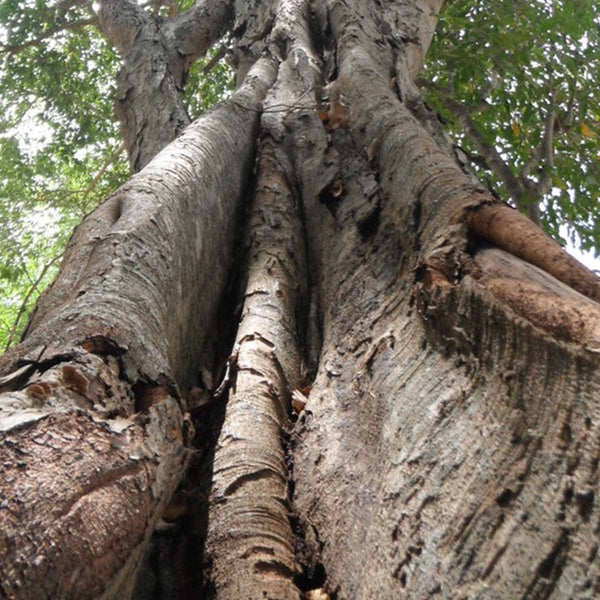 Semillas de árbol ramón (Brosinum alicastrum) - 50 pack