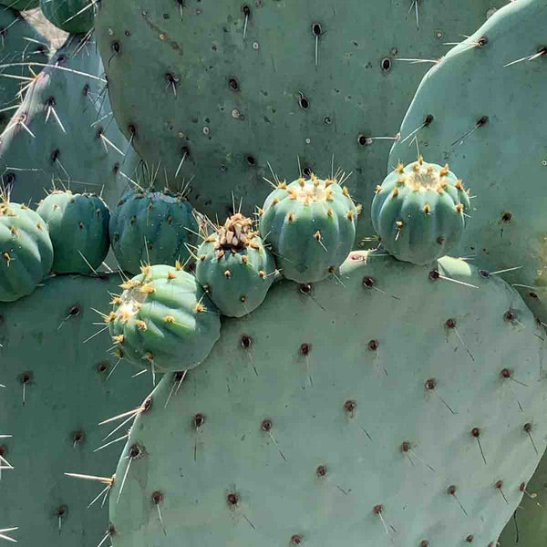 Seeds of yellow prickly pear nopal (Opuntia cactus) pack of 100