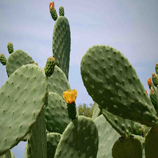 Seeds of yellow prickly pear nopal (Opuntia cactus) pack of 100