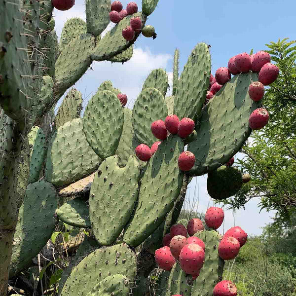 Semillas de nopal tuna xoconostle (Opuntia joconostle)  paquete de 100