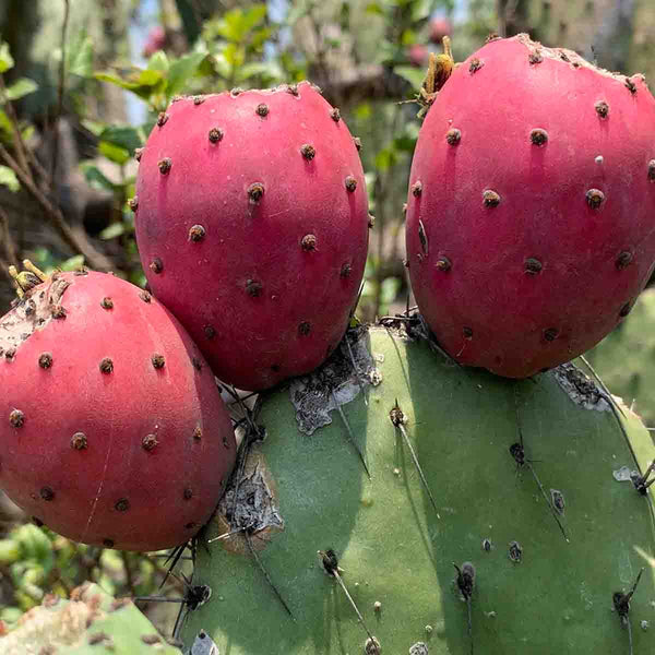 Semillas de nopal tuna roja (Opuntia cactus)  paquete de 50