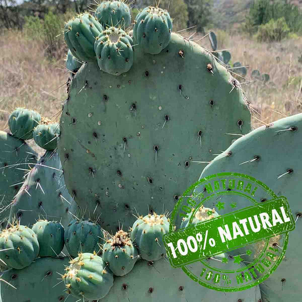 Seeds of white prickly pear nopal (Opuntia cactus) pack of 100