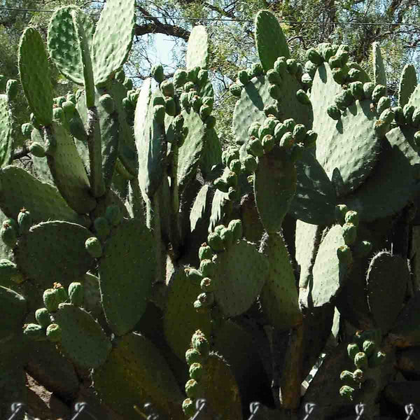 Seeds of white prickly pear nopal (Opuntia cactus) pack of 100